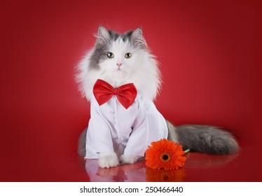 Premium Pet Travel Gear